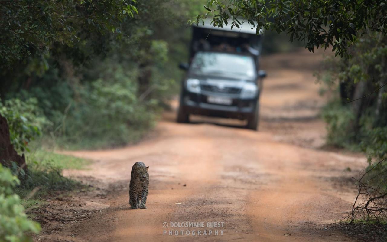 Wilpattu Dolosmahe Esterno foto