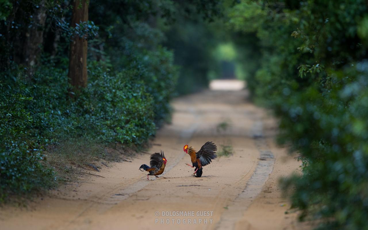 Wilpattu Dolosmahe Esterno foto