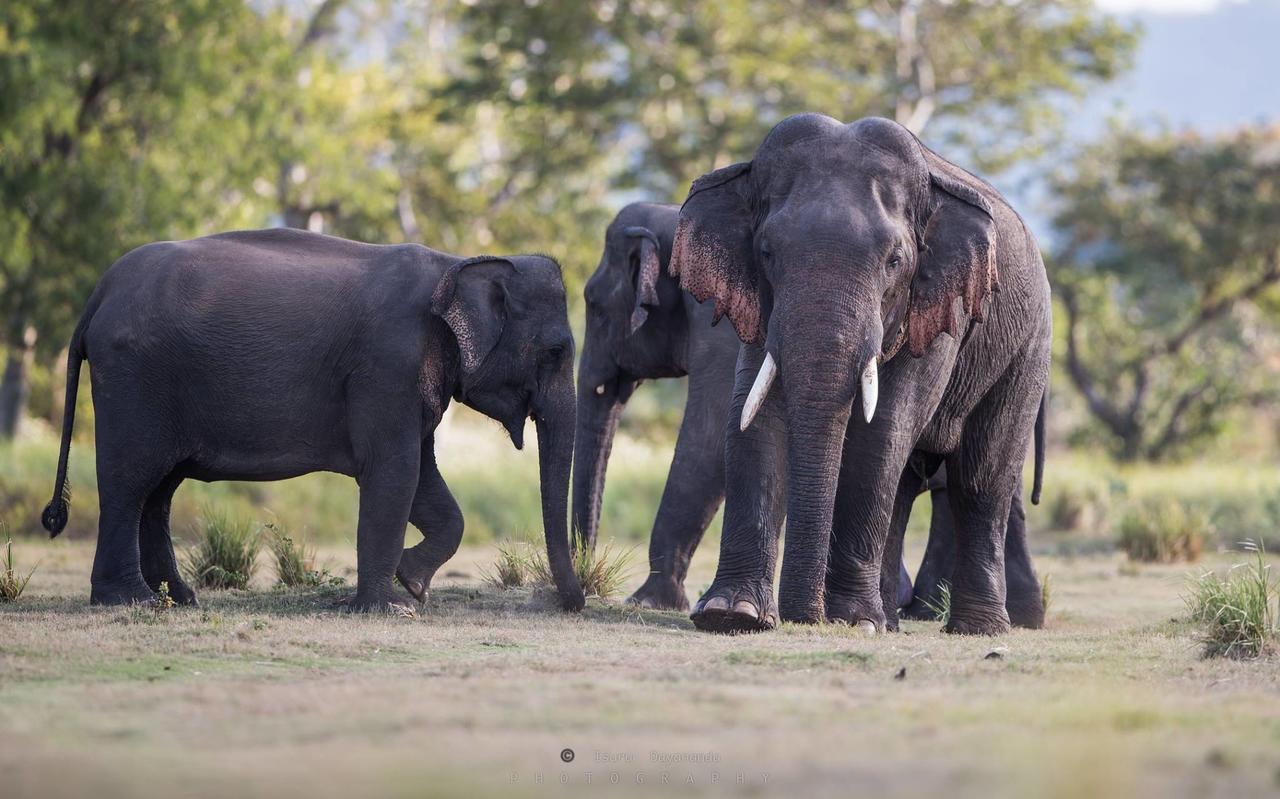 Wilpattu Dolosmahe Esterno foto