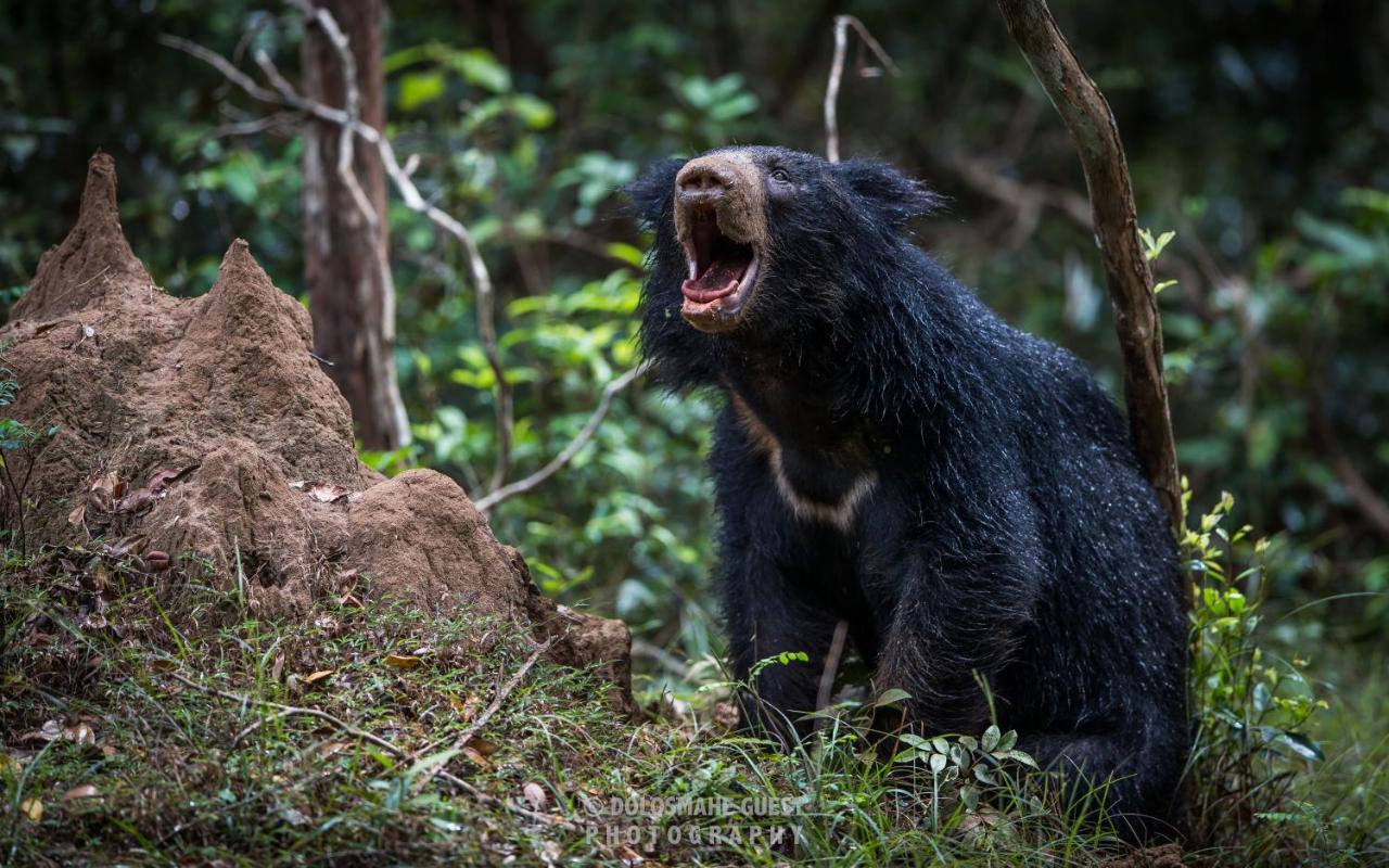 Wilpattu Dolosmahe Esterno foto