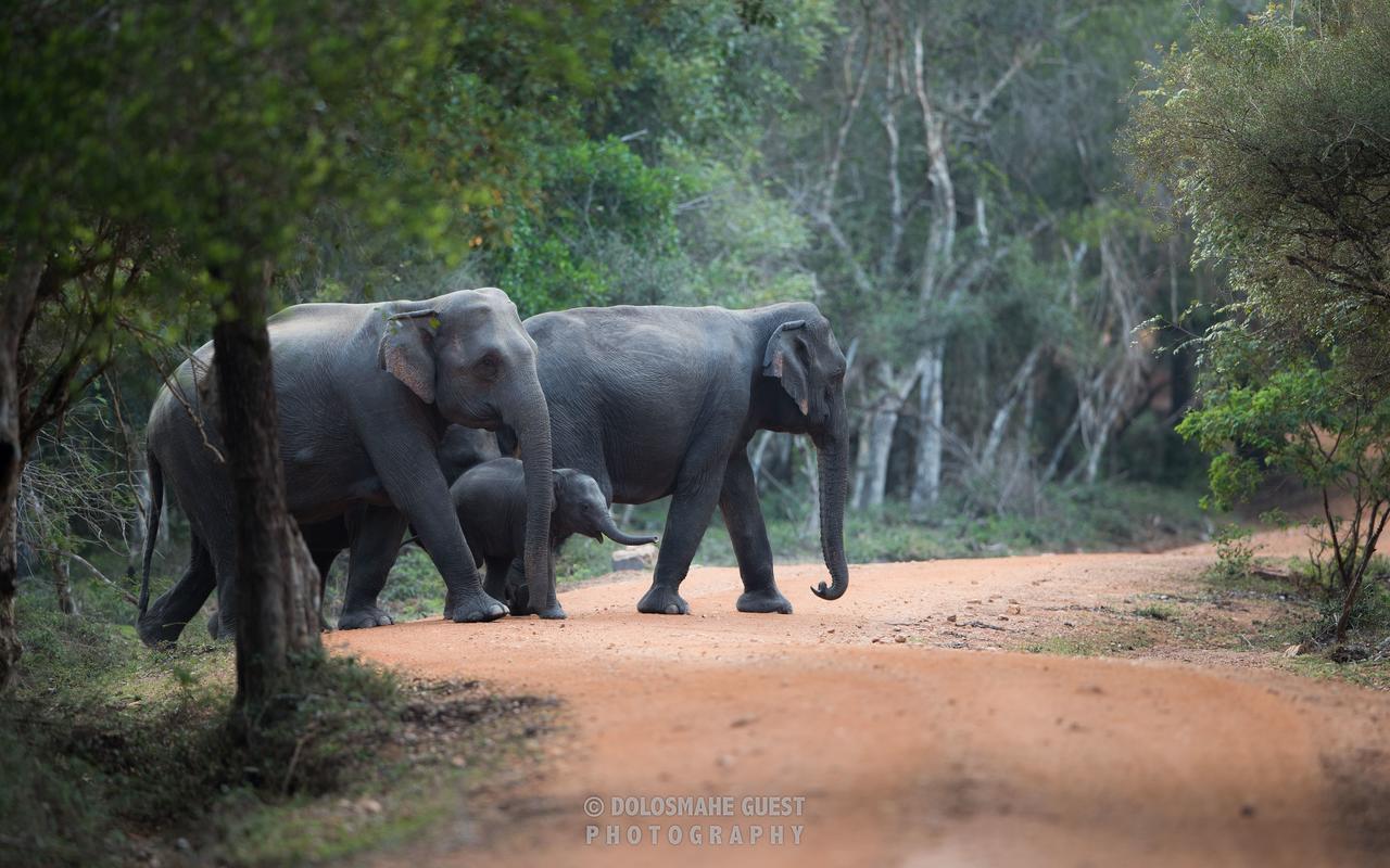 Wilpattu Dolosmahe Esterno foto