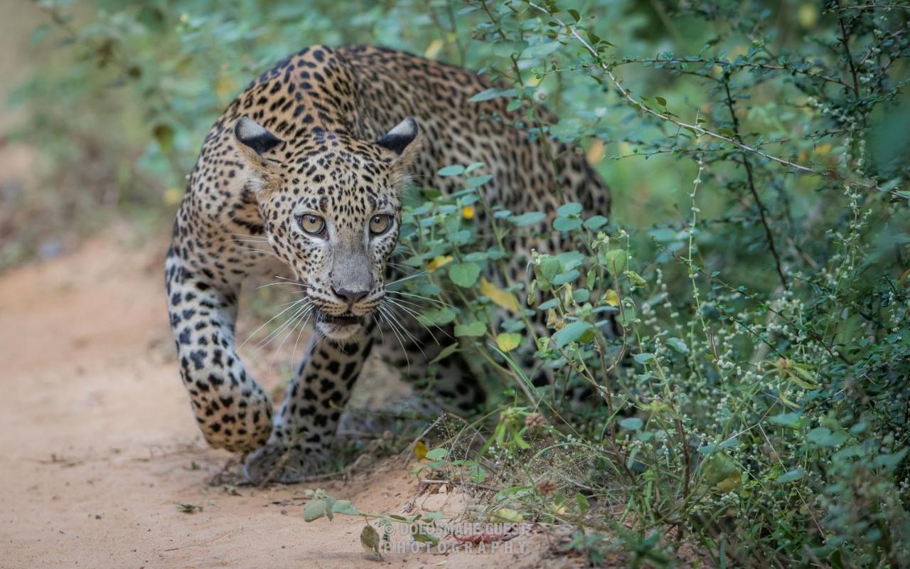 Wilpattu Dolosmahe Esterno foto
