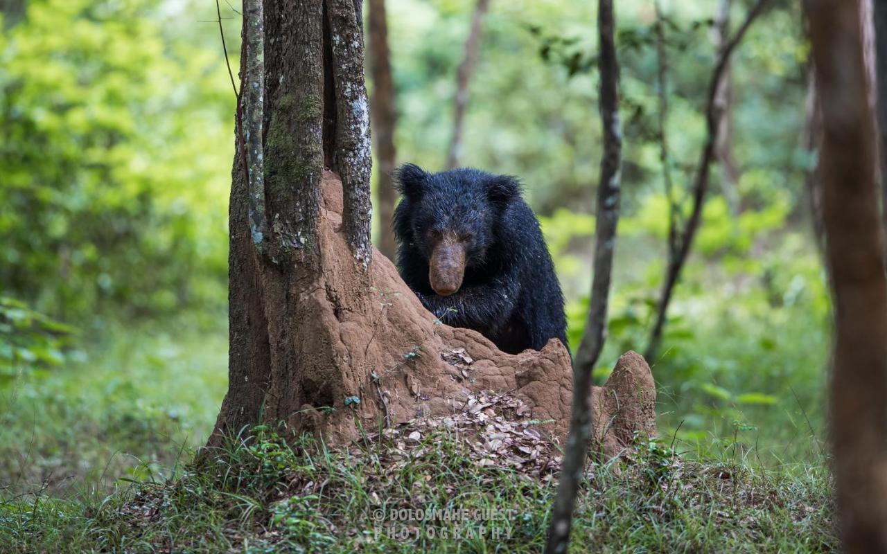 Wilpattu Dolosmahe Esterno foto