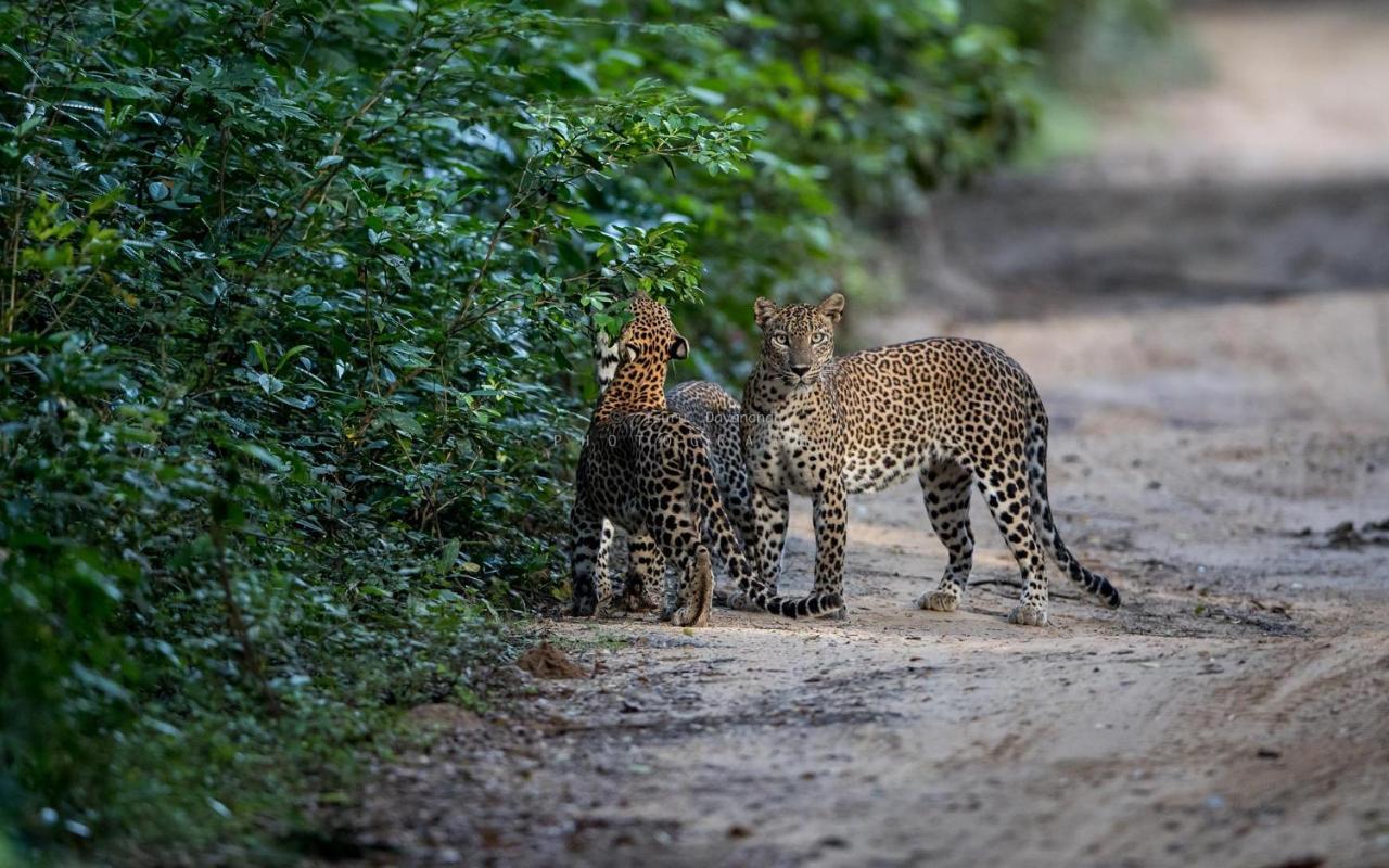 Wilpattu Dolosmahe Esterno foto