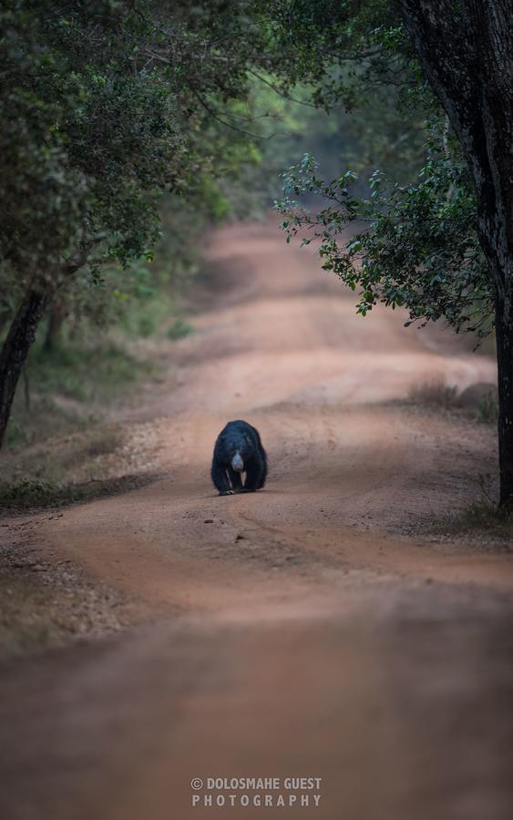 Wilpattu Dolosmahe Esterno foto