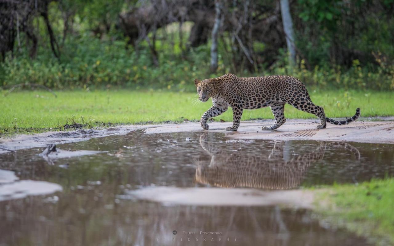 Wilpattu Dolosmahe Esterno foto